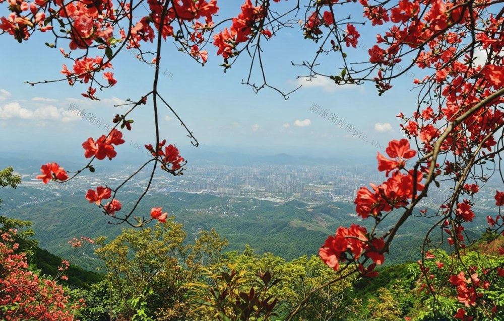 
怀化凉山,杜鹃花海,五一假期,登山踏青,怀化风光,初夏盛景,游人如织,山野风光,城市远景,怀化文旅
