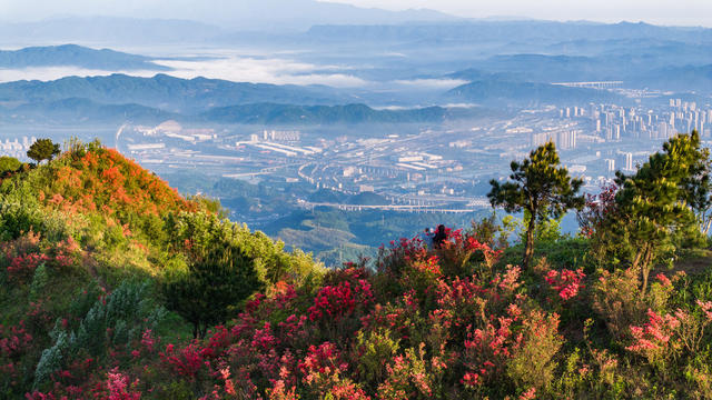 怀化，泸阳林场，杜鹃花海，立夏，风景