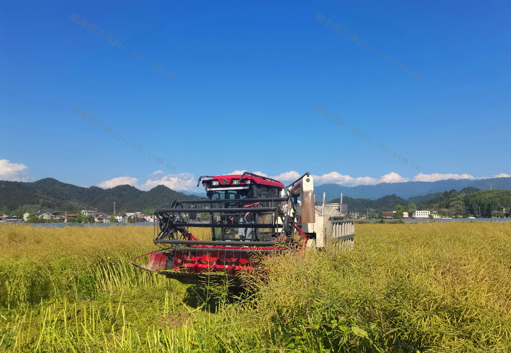 通道 乡村 繁忙 劳作 景象