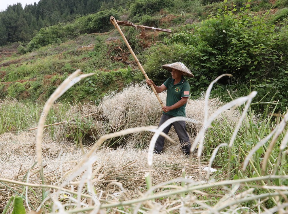      油菜籽抢收忙

