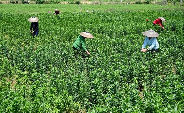 种植业 百合 采摘 田间管理 产业 土地 盘活 资源 农业 农民 增收 渠道 山丘 坡地