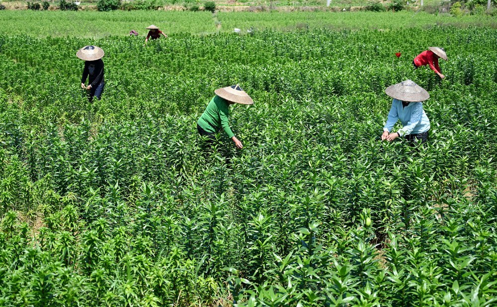 种植业 百合 采摘 田间管理 产业 土地 盘活 资源 农业 农民 增收 渠道 山丘 坡地