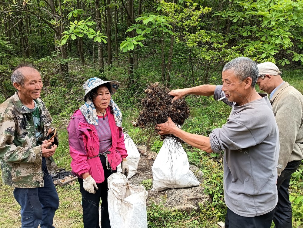 黄精 采挖  丰富