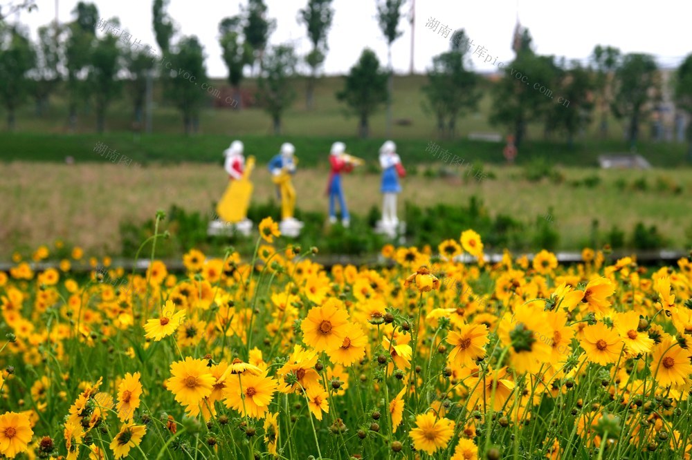 金鸡菊