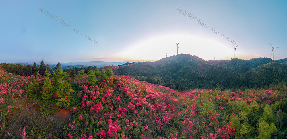 杜鹃花 风力发电