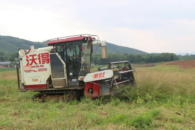 油菜 农民 耕地