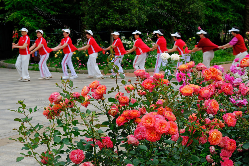 畅游花海，湖南省植物园