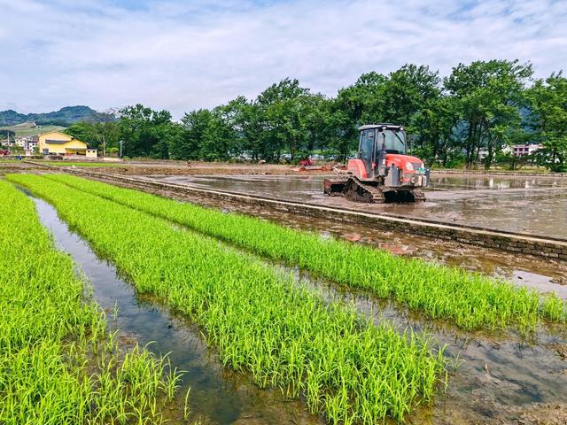 初夏田垄农事酣
