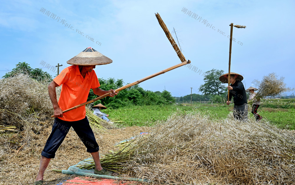 油菜,收割,农机,农时,收割机,农机手,农民,油菜籽,田间地头,农忙,