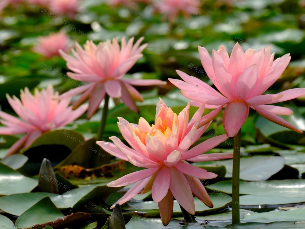 睡莲，后湖
