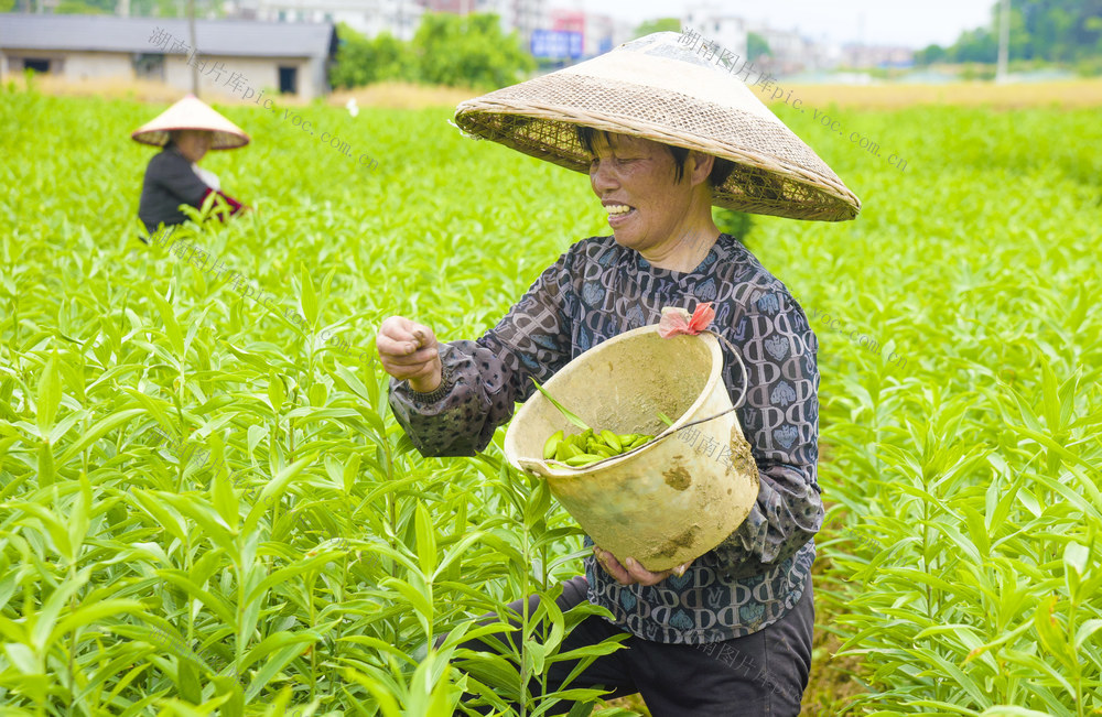 百合管护