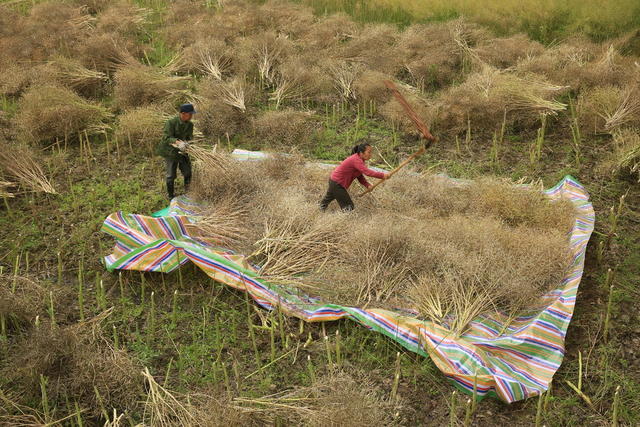 抢收油菜
