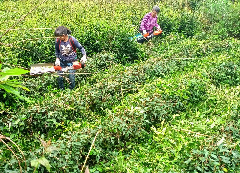 茶园 修枝 增收