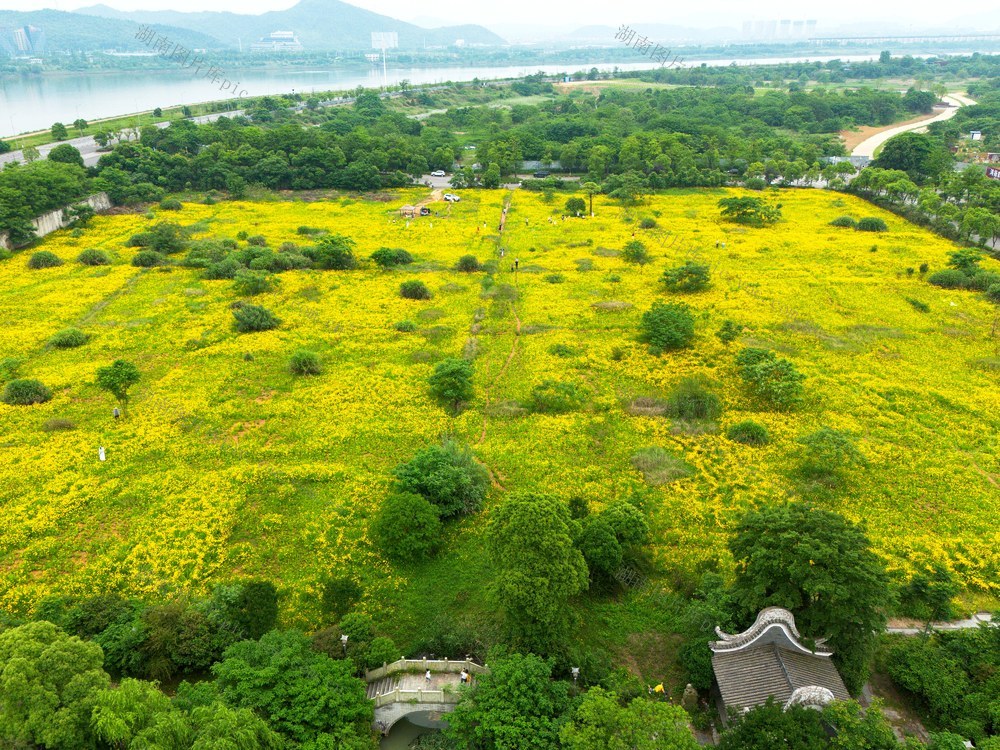 金鸡菊花