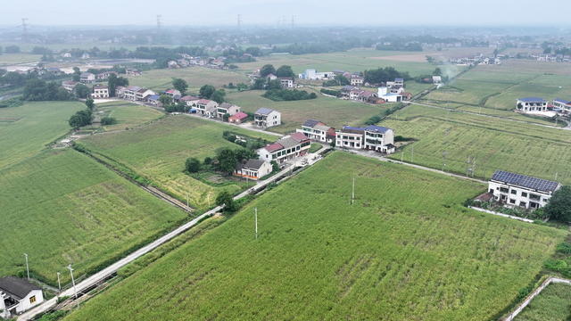 万囗亩口油菜囗待囗收割
