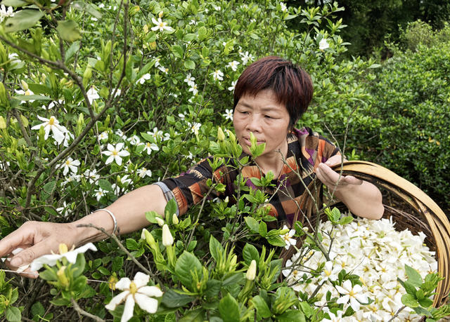 嘉禾：栀子花  助增收