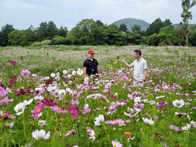 矿山 废弃  修复 绿植 绿水青山
