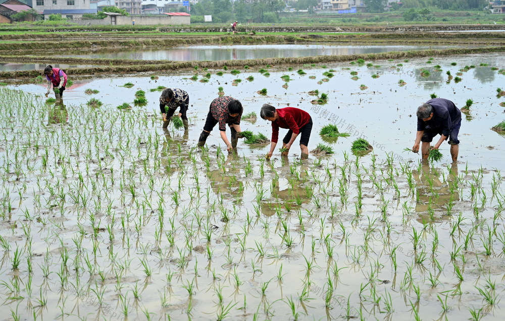 插秧  稻油轮作 耕地 水田 效益 土地 增值 增收 农民 农业 产业结构 秧苗 水稻