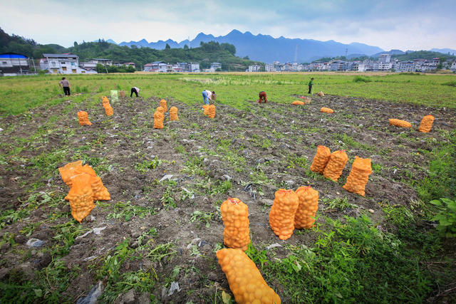 湖南，龙山，农时，油菜，马铃薯，收割，油稻轮作，衔接