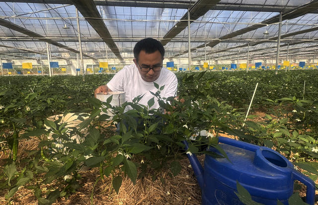 辣椒院士工作站的工作人员对樟树港辣椒苗科技加持，加强有机肥水管理、生物病虫害防控与植株整理‌，以续“耕”质与量