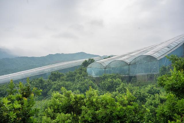 生态种植  农旅融合  乡村振兴  美丽乡村  特色经济