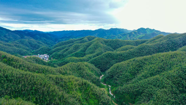 湖南新田：万亩竹海景如画