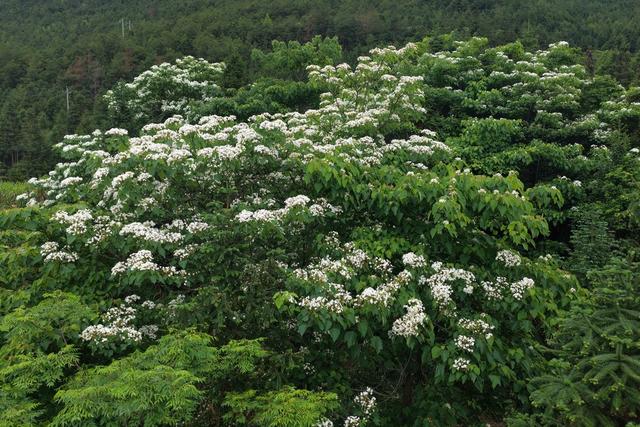梧桐花开
漫山洁白
植树造林
绿水青山
金山银山
美化家园
生态增收
绿色发展