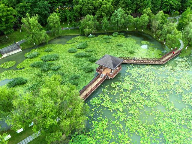 桃子湖生态美