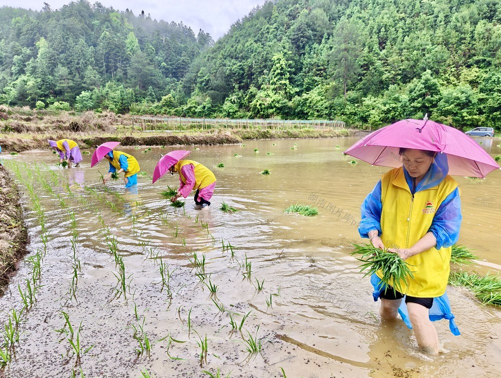 “志愿黄”助农到田间
