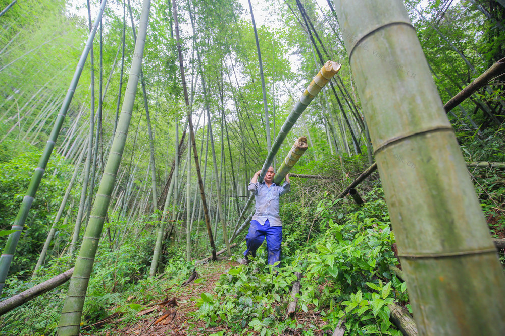 手工抄纸 小满节气 倒山 传统习俗 楠竹