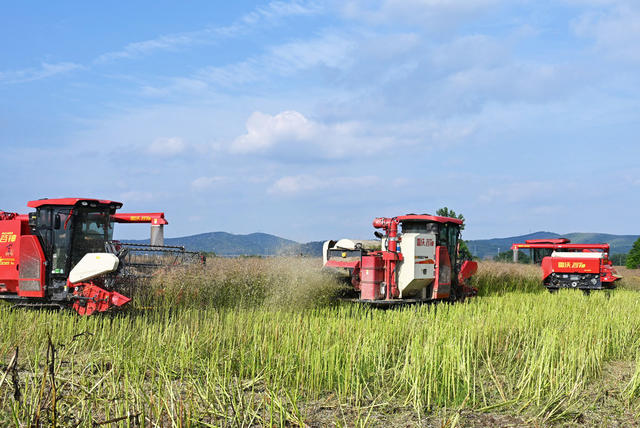 夏收  雨季  油菜收获  收割机
