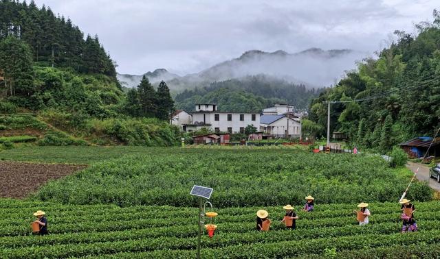 湖南 常宁 塔山 茶农 采摘 夏茶