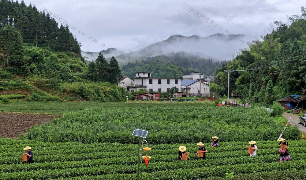 湖南 常宁 塔山 茶农 采摘 夏茶
