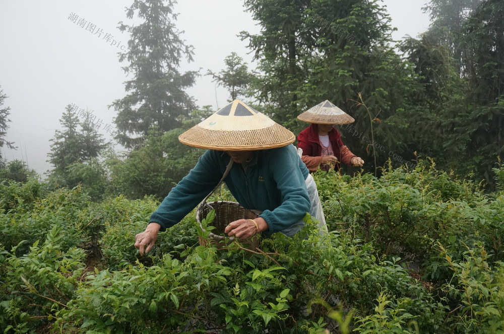 土家莓茶