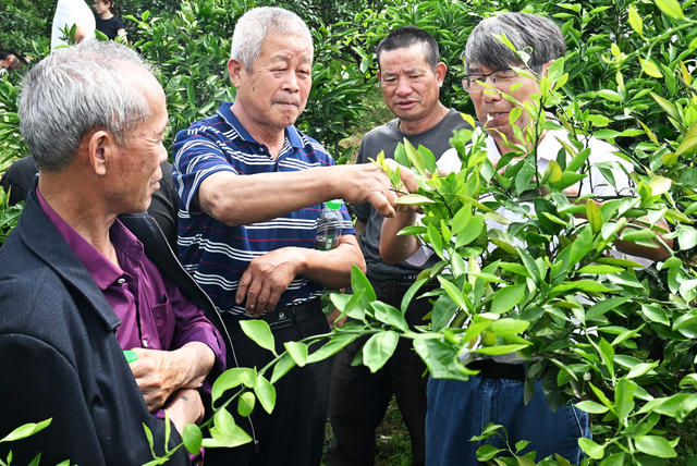 农业  种植业  柑橘生产  挂果期  技术培训