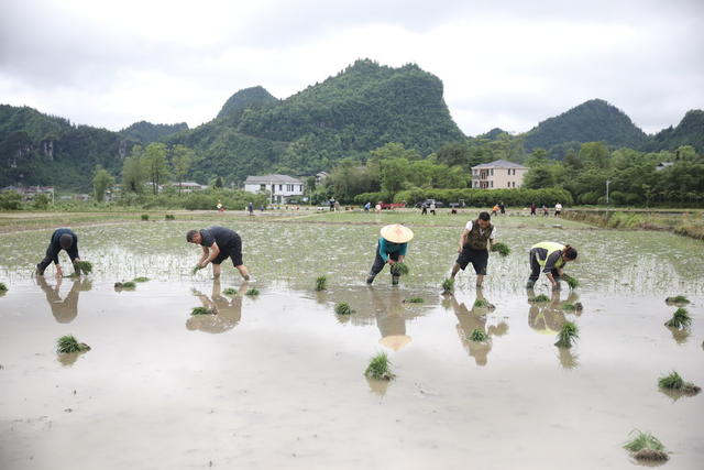 湘西龙山  村民互助插秧
