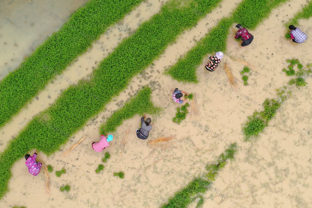 嘉禾：小满时节农事忙