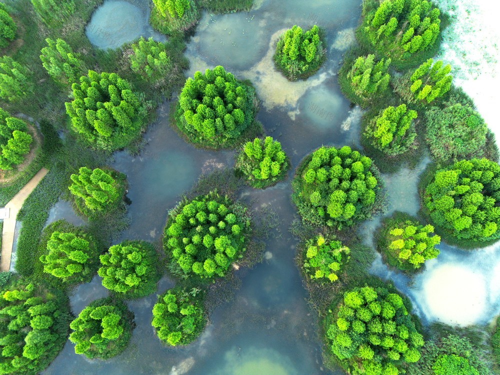 湿地公园，大泽湖