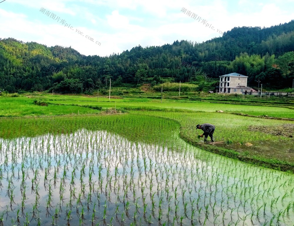移栽 秧 完成