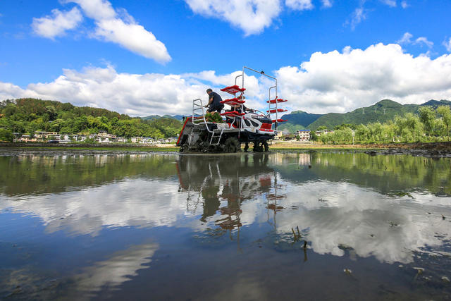 湖南，龙山，初夏，插秧，农忙