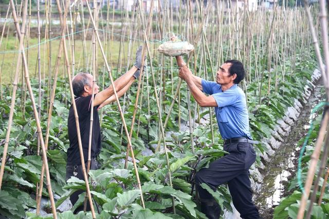   蔬菜扎架助丰产
