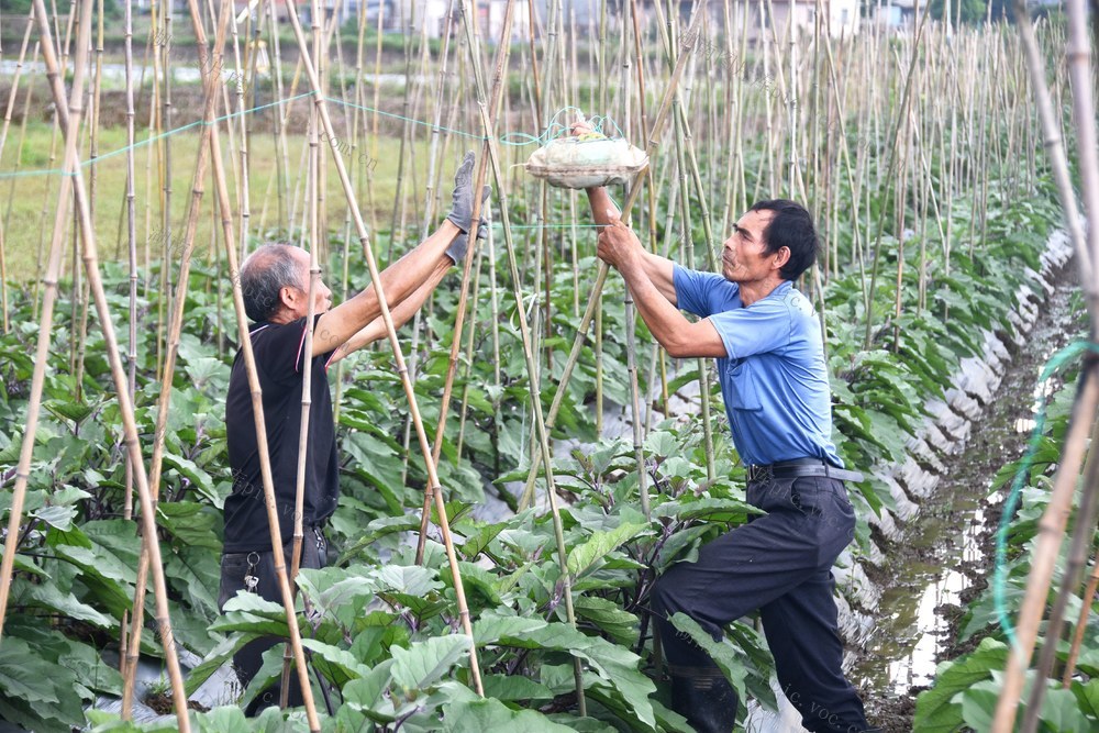   蔬菜扎架助丰产