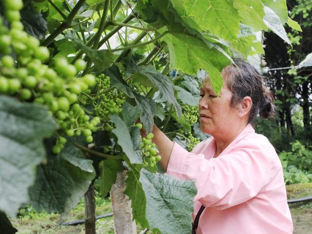  葡萄管护忙      疏果促增收