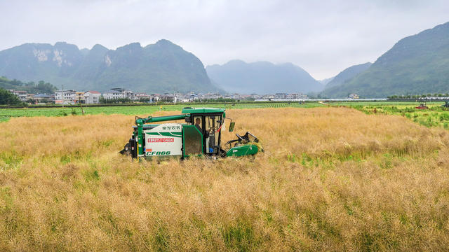 湖南，龙山，腾地，油菜，水稻，轮作，抢收