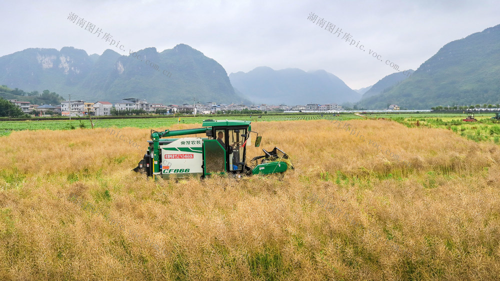 湖南，龙山，腾地，油菜，水稻，轮作，抢收