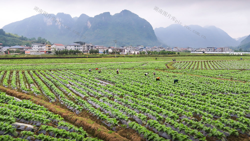 湖南，龙山，庄稼，田间，管护，收成