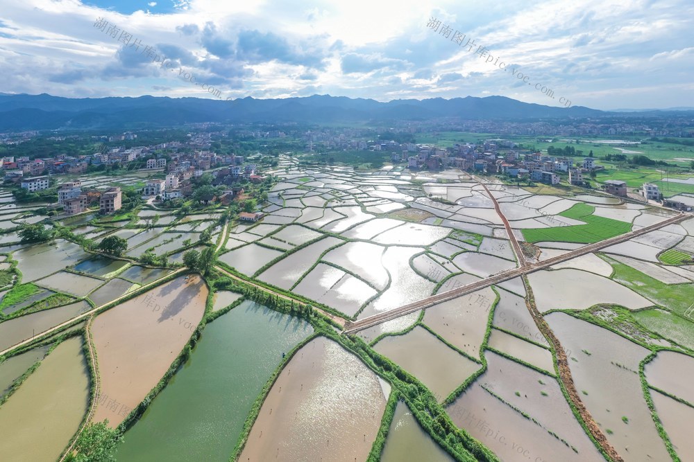 夏日 乡村 田园 生态 农村