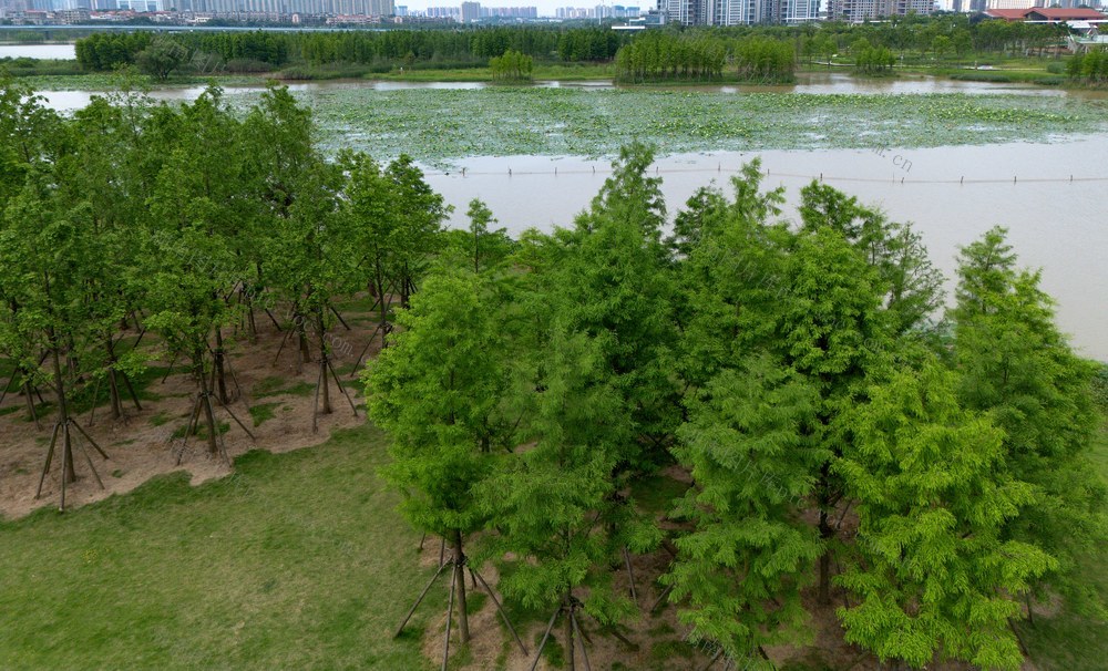 大泽湖，湿地公园