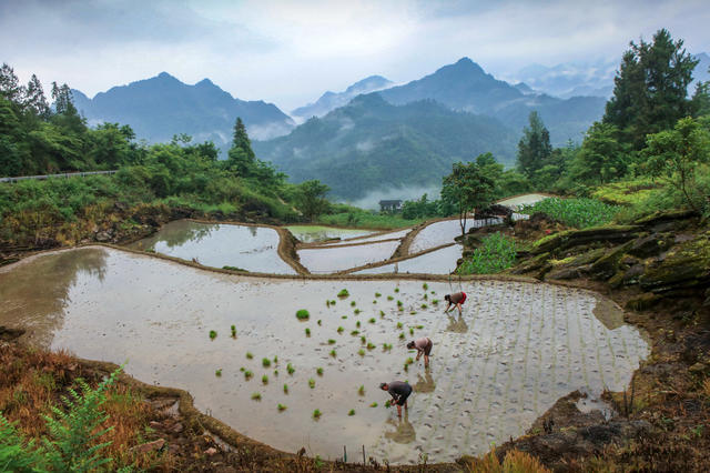 湖南，龙山，初夏，农事，繁忙，插秧，耕田