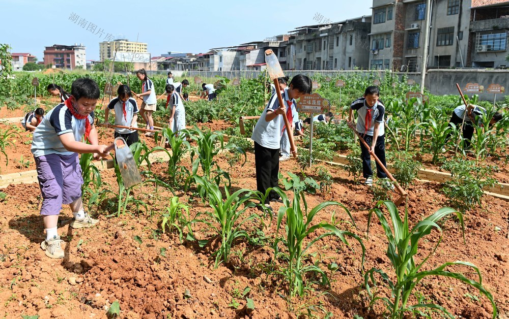 校园 农场 农耕 文化 劳动 实践 学校 学生 教育 农耕文化 劳作 校园农场 劳动基地